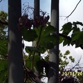 Сухумский ботанический сад  (Абхазия) 2009,2011