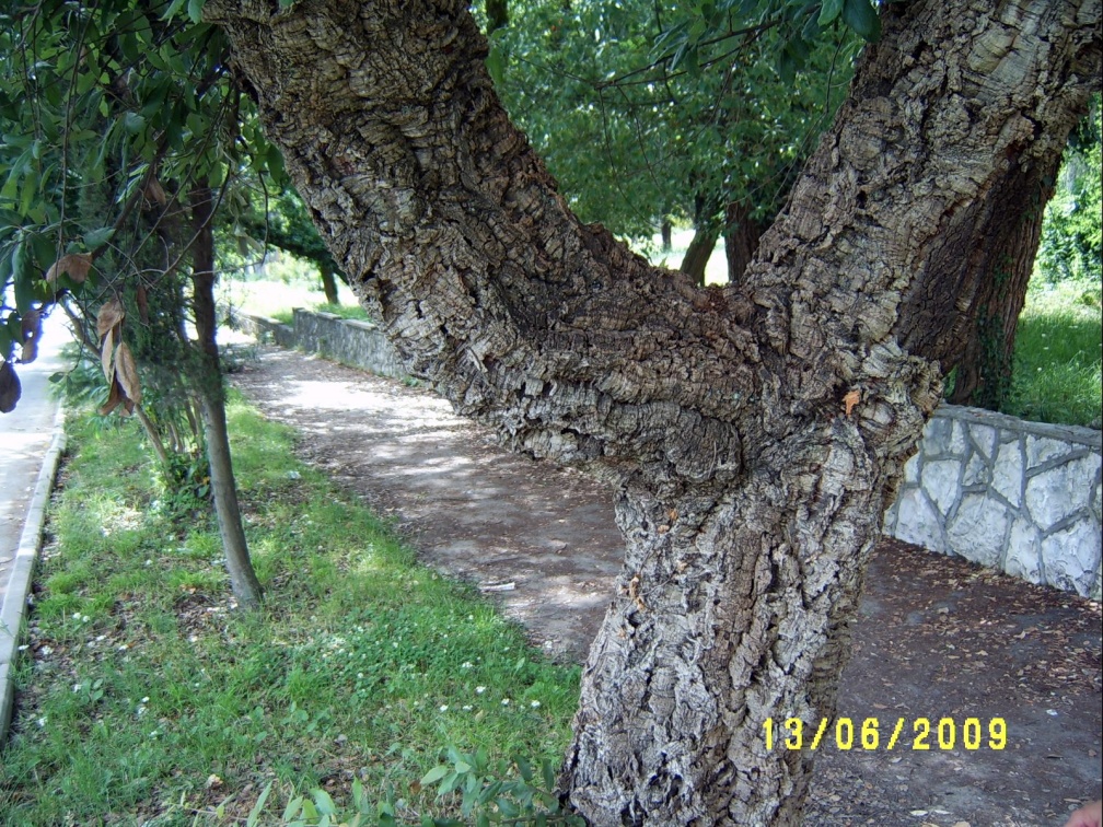 Сухумский ботанический сад  (Абхазия) 2009,2011