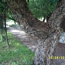 Сухумский ботанический сад  (Абхазия) 2009,2011