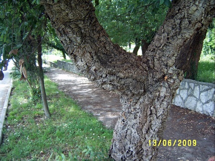 Сухумский ботанический сад  (Абхазия) 2009,2011