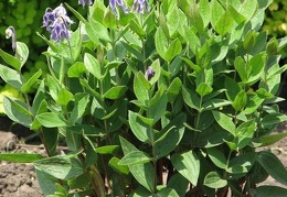 Clematis integrifolia