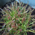 Drosera capensis