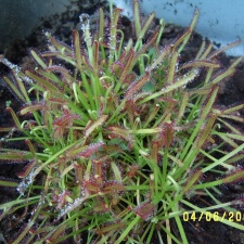 Drosera capensis