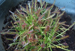 Drosera capensis