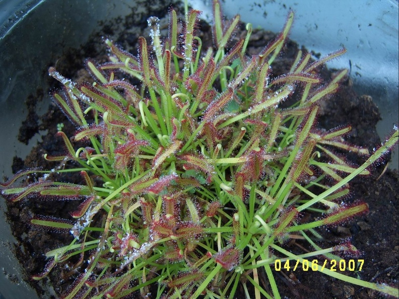 Drosera capensis