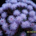 Eupatorium.JPG