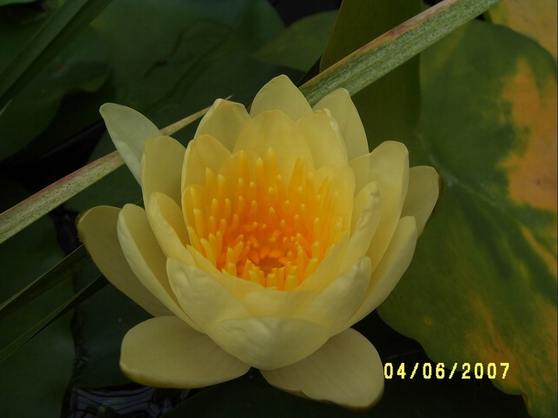 Nymphaea1.JPG