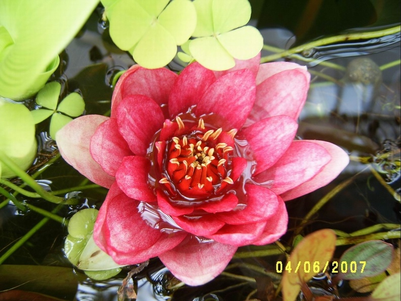 Nymphaea2.JPG