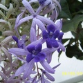 Petrea volubilis