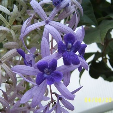 Petrea volubilis