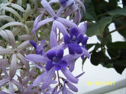 Petrea volubilis