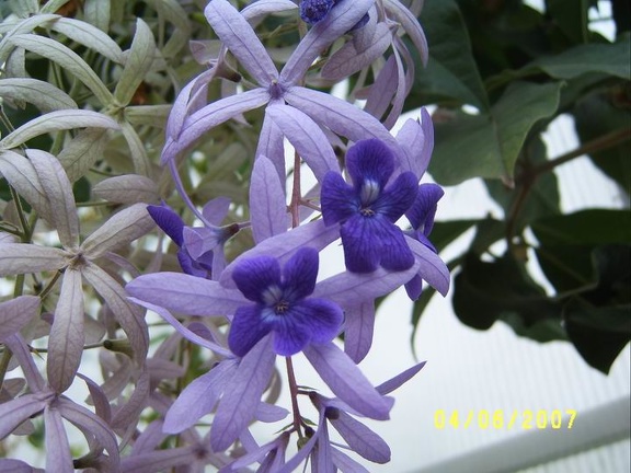 Petrea volubilis