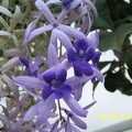Petrea_volubilis.JPG