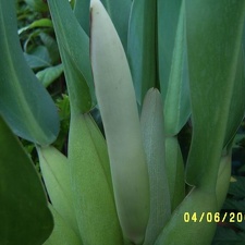 Phillodendron crassum