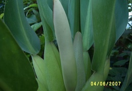 Phillodendron crassum