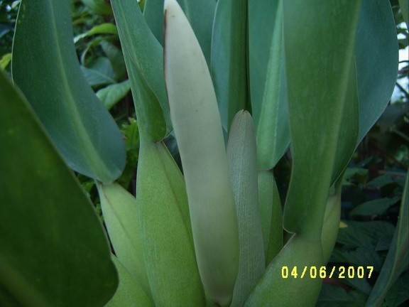 Phillodendron crassum