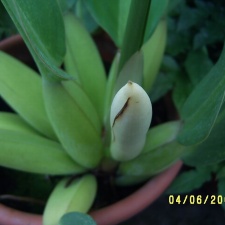 Phillodendron crassum 01