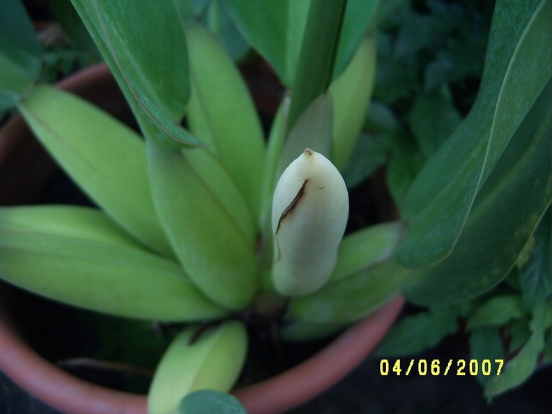 Phillodendron crassum 01