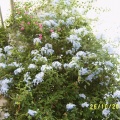 Plumbago capensis2