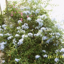 Plumbago capensis2