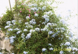 Plumbago capensis2