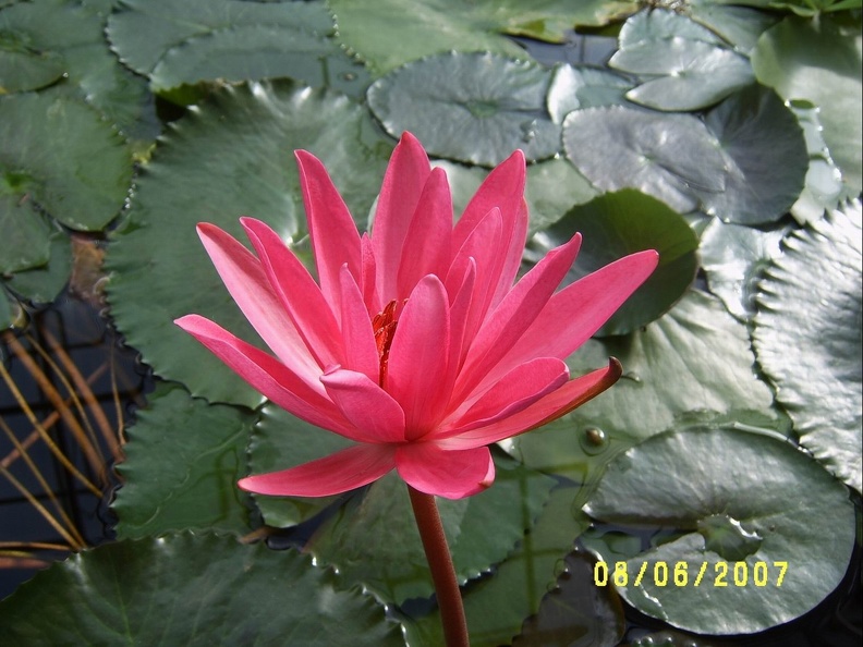 SV504899.JPG