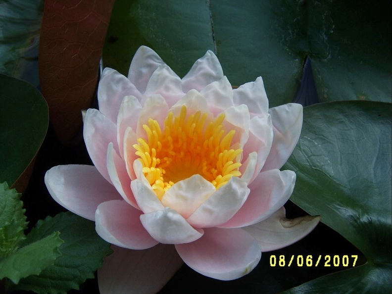 SV504906.JPG