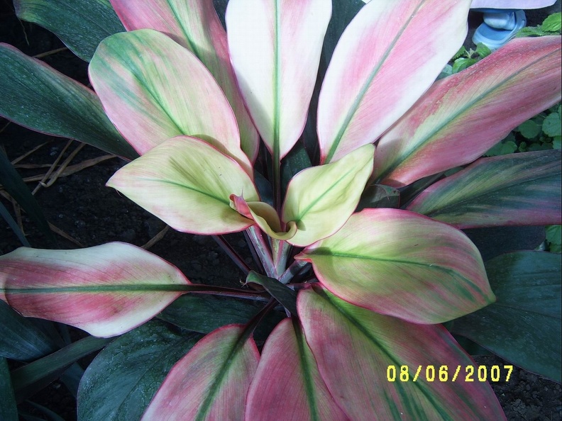 SV504922.JPG