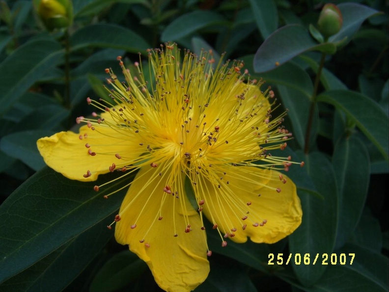 SV505604.JPG