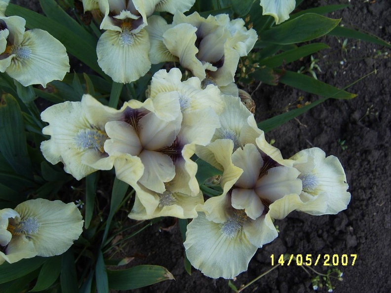 SV509079.JPG