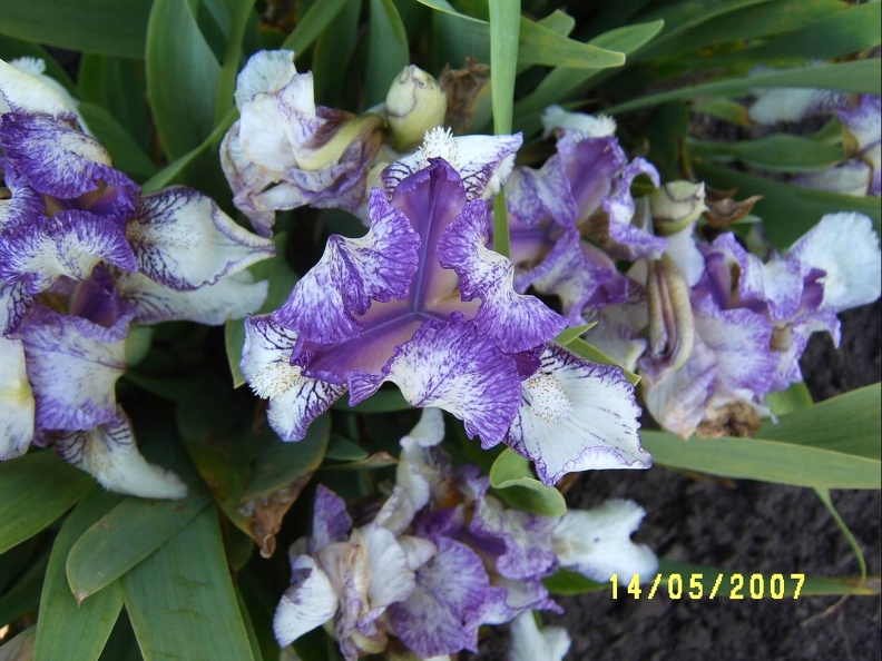 SV509081.JPG