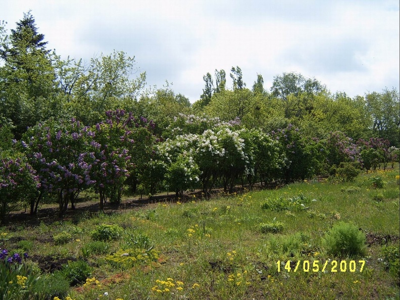 SV509105.JPG
