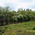 SV509105.JPG