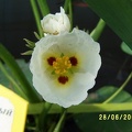Sagittaria.jpg