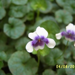 Ставропольский ботанический сад им. В.В. Скрипчинского (РФ) 2005-2013