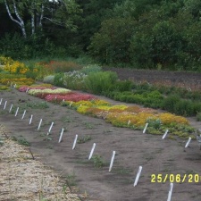 Sedum  