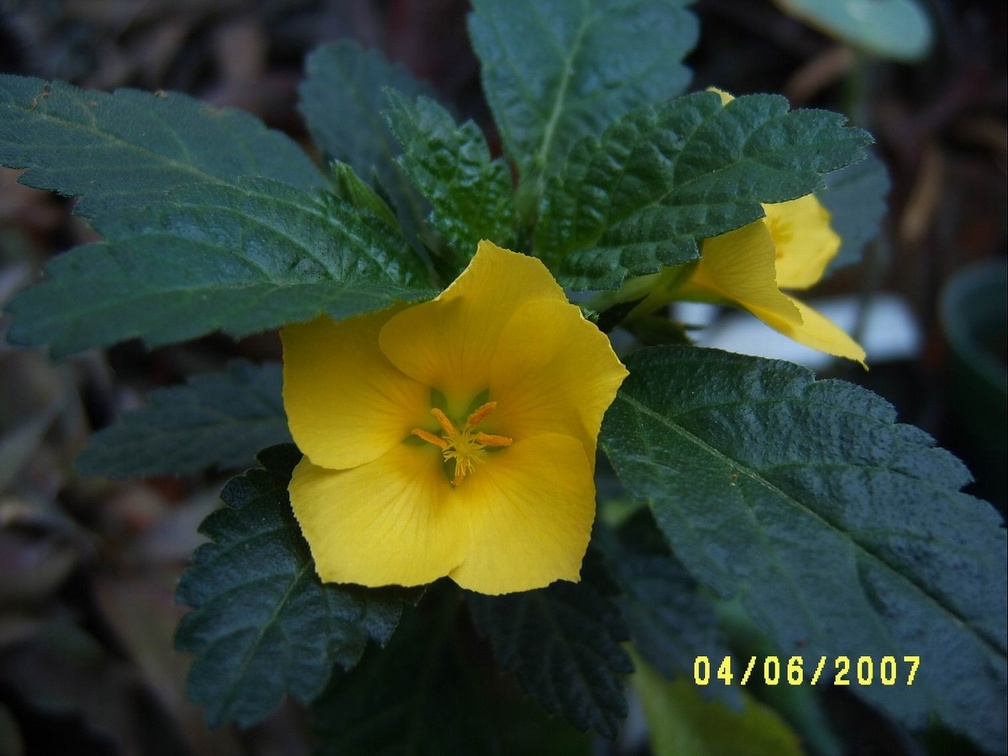 Turnera ulmifolia 1