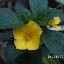 Turnera ulmifolia 1