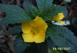 Turnera ulmifolia 1