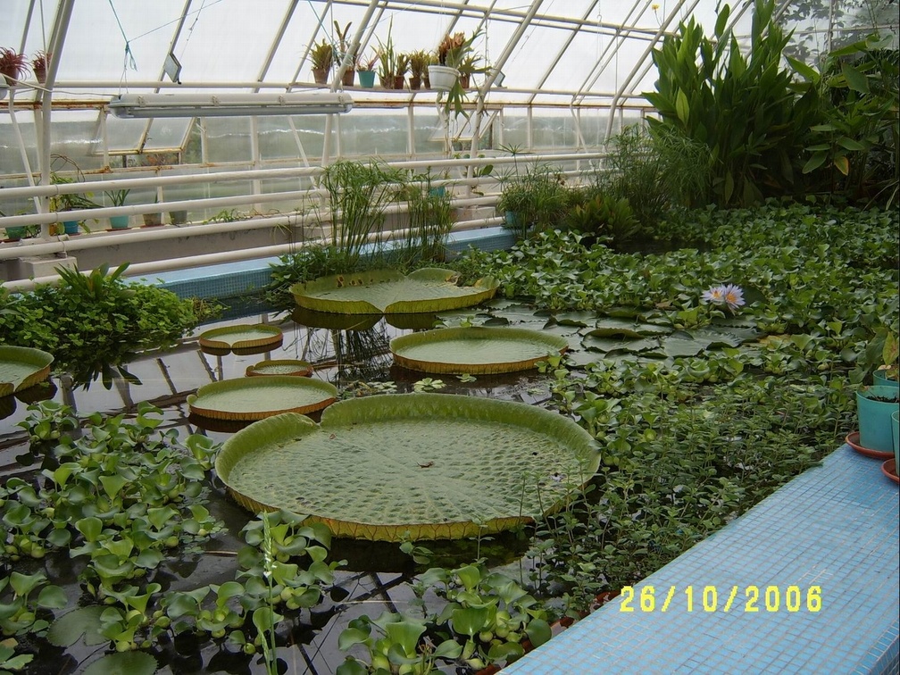 Victoria regia4