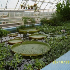Victoria regia4