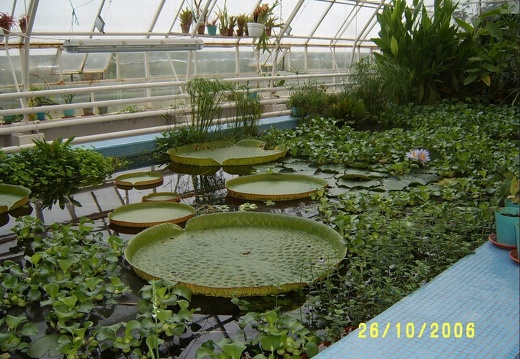 Victoria regia4