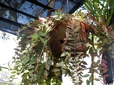 Ботанический сад на о. Тенерифе