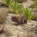 IMG_4656.jpg