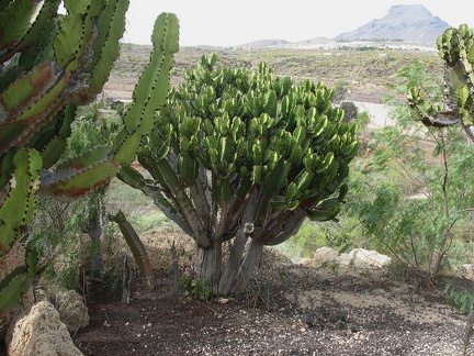 Кактусный парк на о. Тенерифе