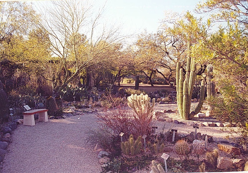 Tucson_garden-2.jpg