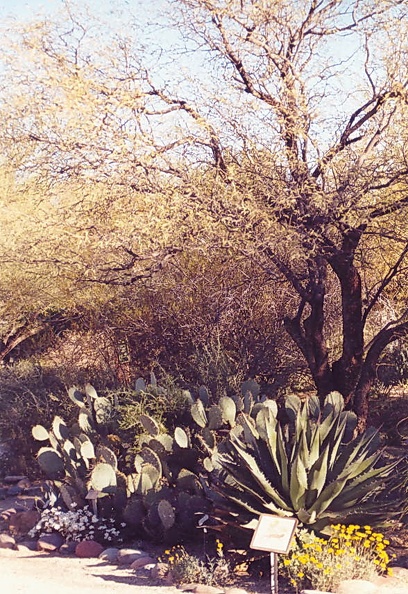 Tucson_garden-3.jpg