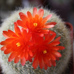 Brasilicactus (Notocactus)