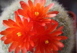 Brasilicactus (Notocactus)