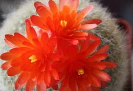 Brasilicactus (Notocactus)